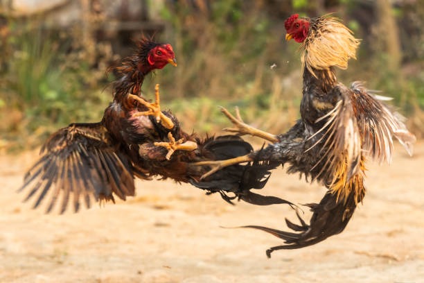 The Cultural Significance of Cockfighting